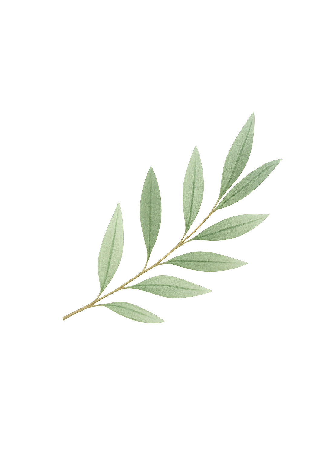 Feuille d’olivier